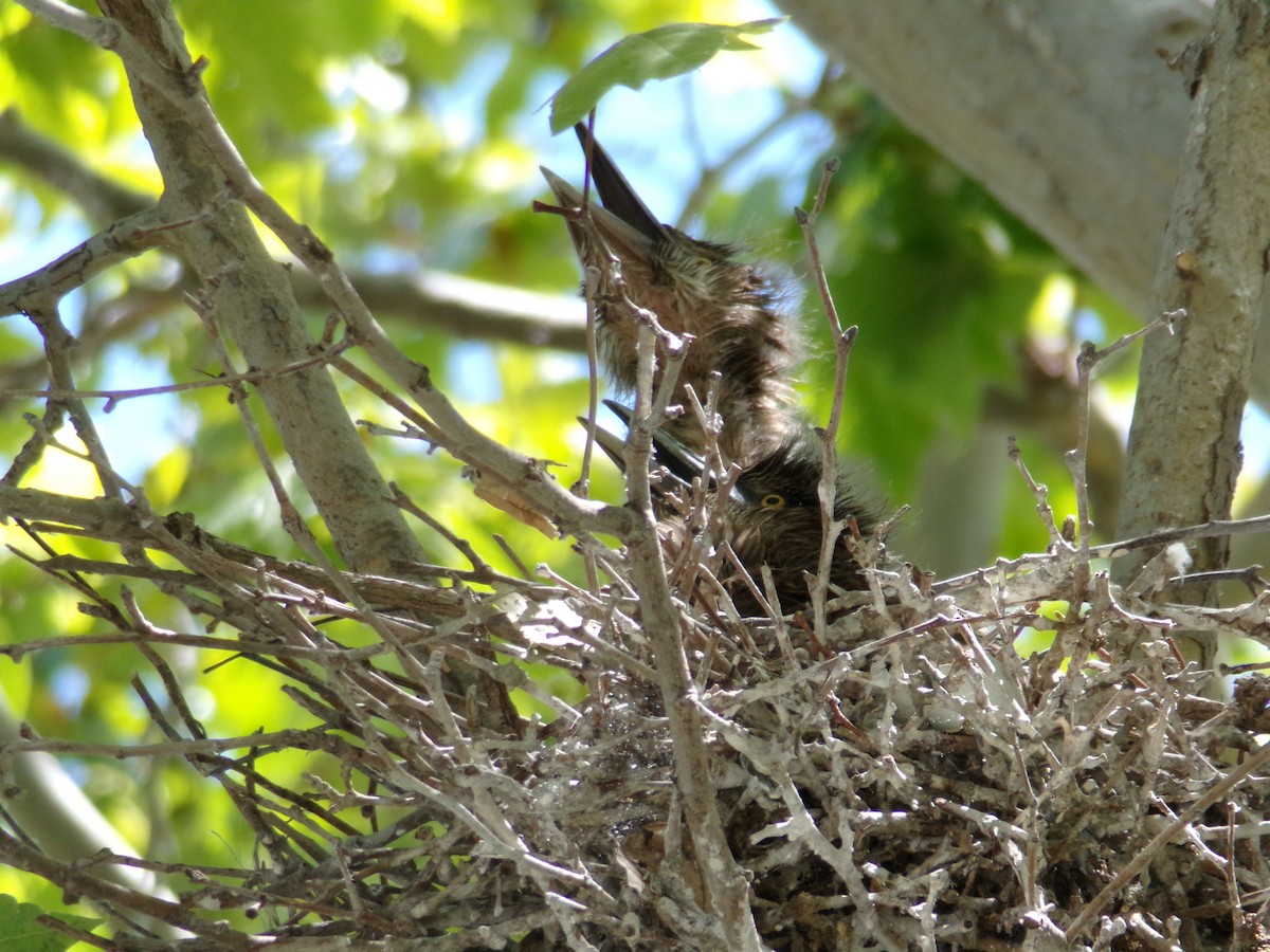 Black-crowned Night Heron - ML619346145