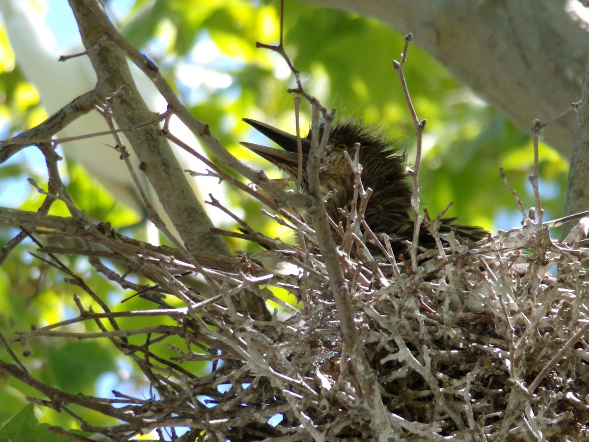 Black-crowned Night Heron - ML619346147