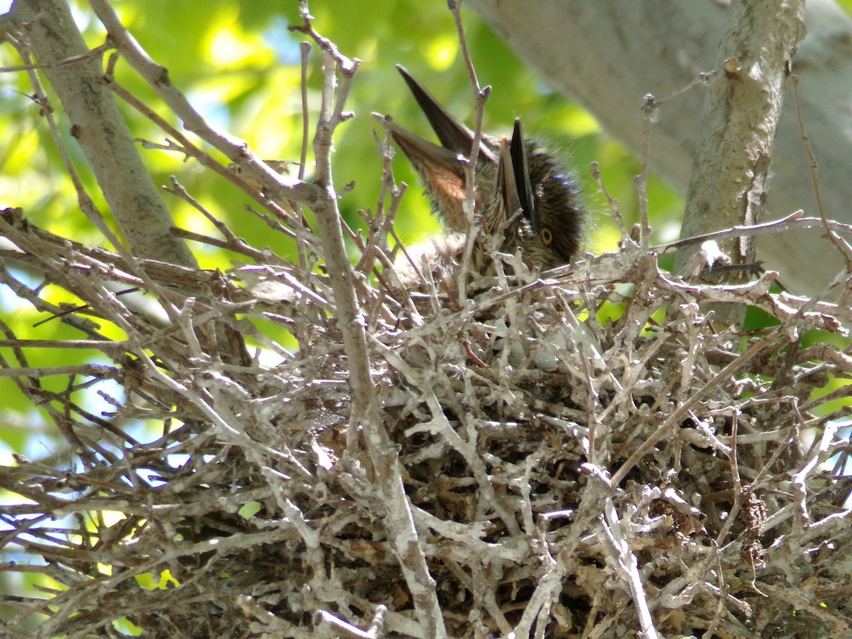 Black-crowned Night Heron - ML619346148