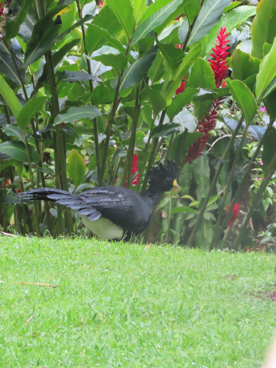 Great Curassow - Randy Lynch