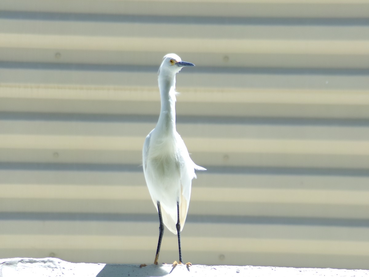 Snowy Egret - Ross Rabkin