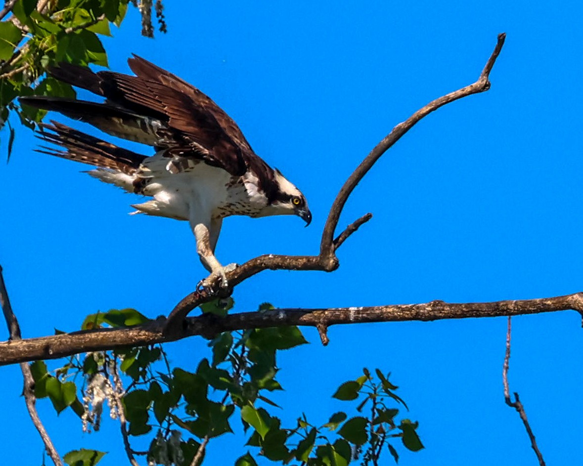 Águila Pescadora - ML619346167