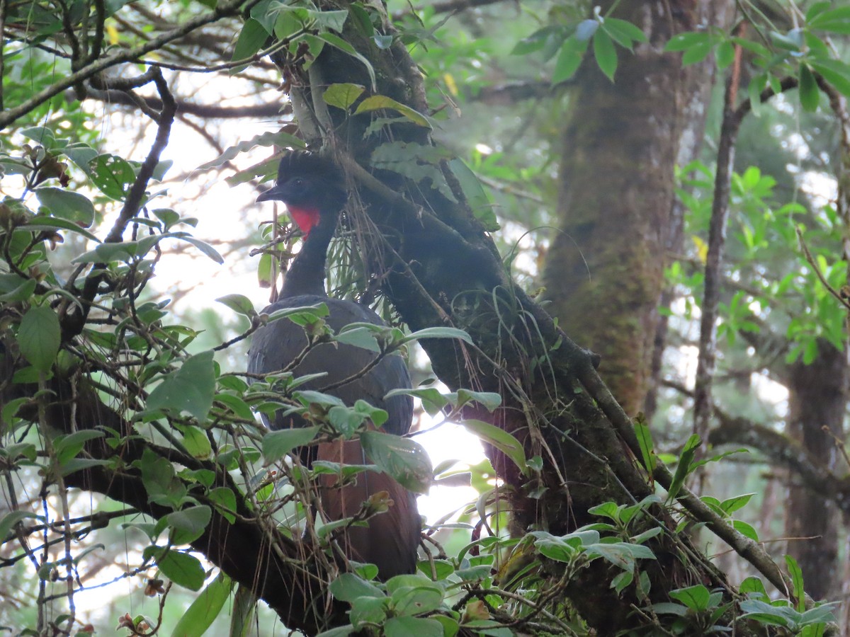 Crested Guan - Randy Lynch