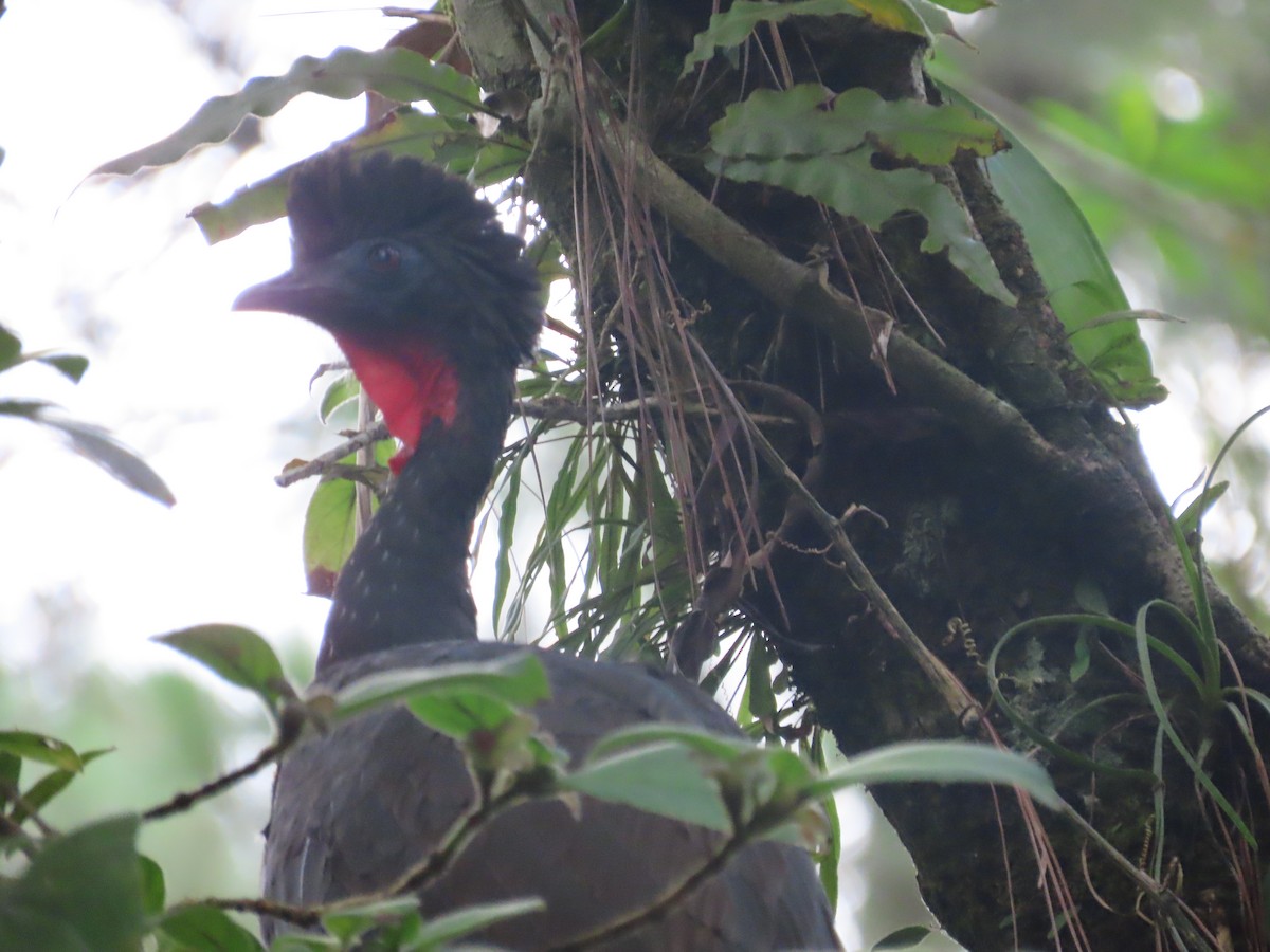 Crested Guan - Randy Lynch