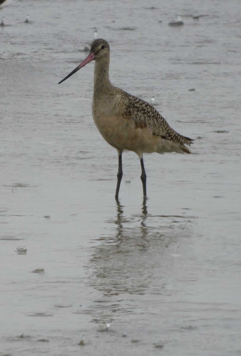 Marbled Godwit - Eileen Sheppard