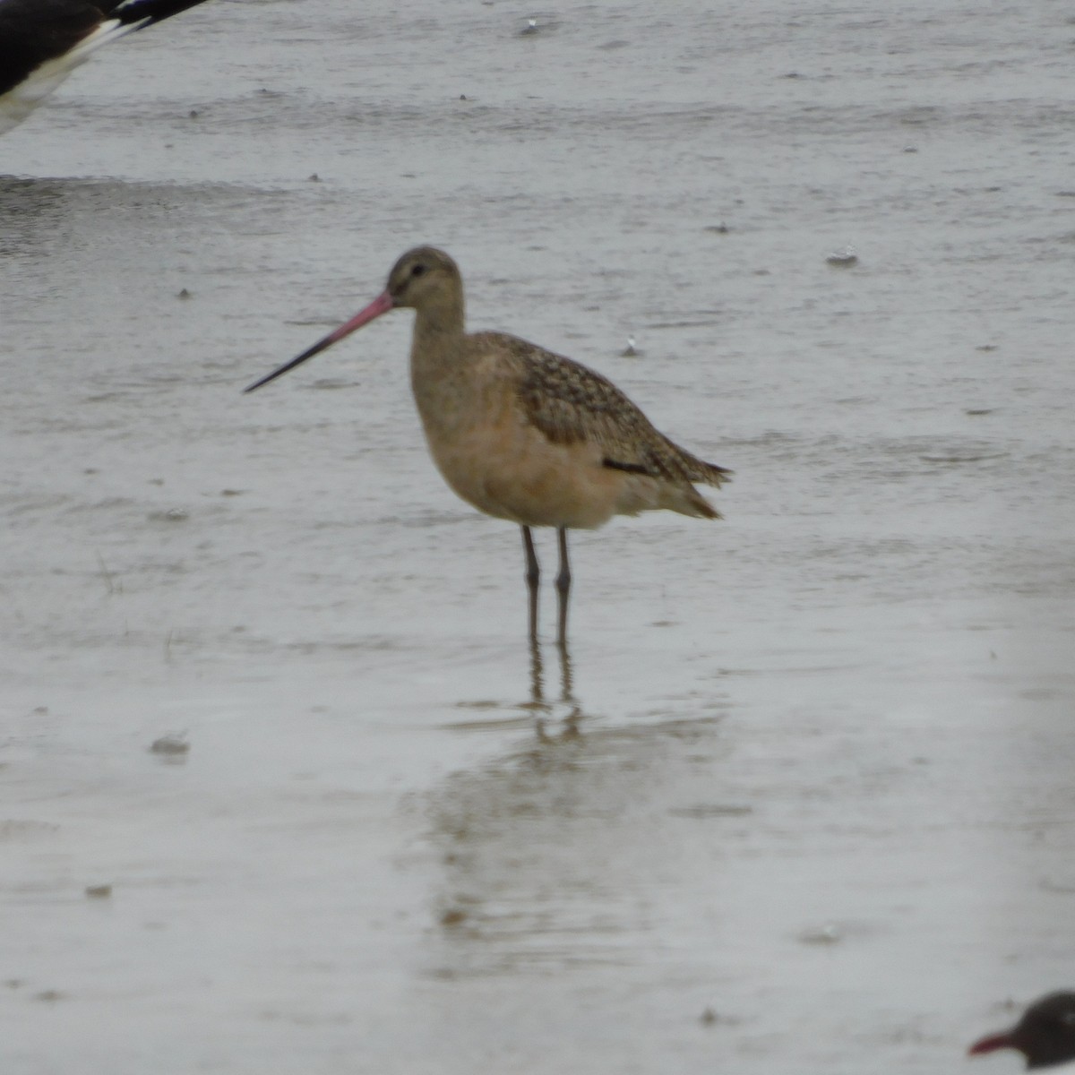 Marbled Godwit - Eileen Sheppard