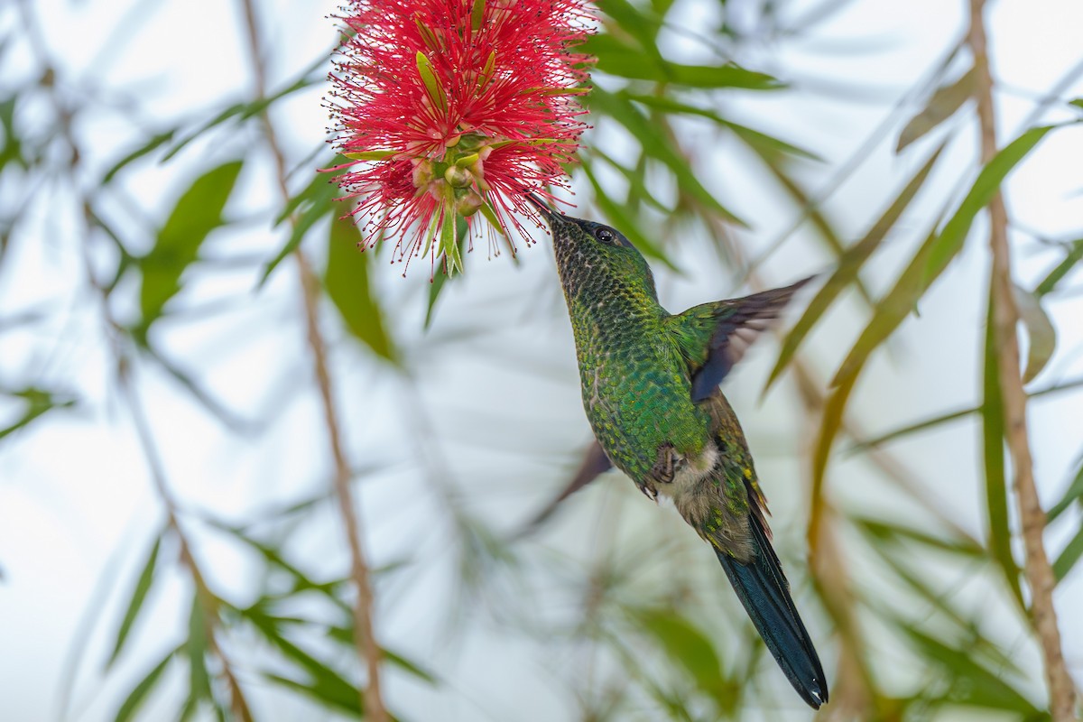 Violet-capped Woodnymph - Aldrey Cruz