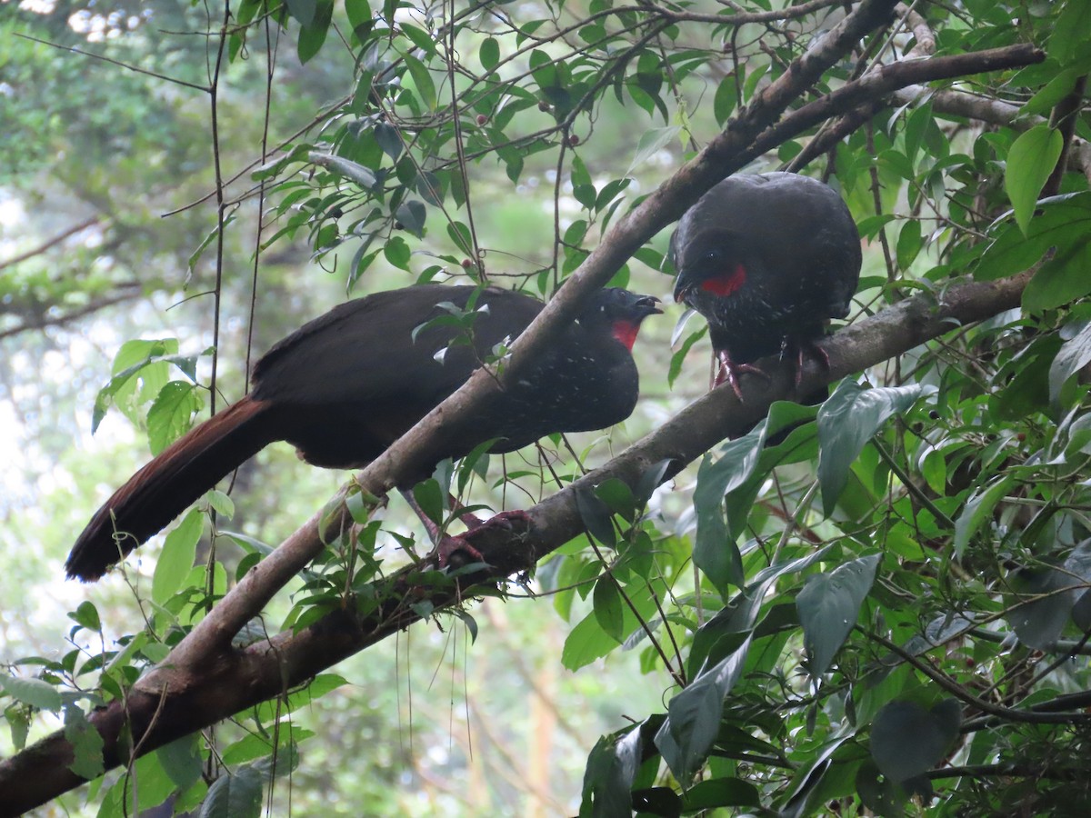 Crested Guan - Randy Lynch