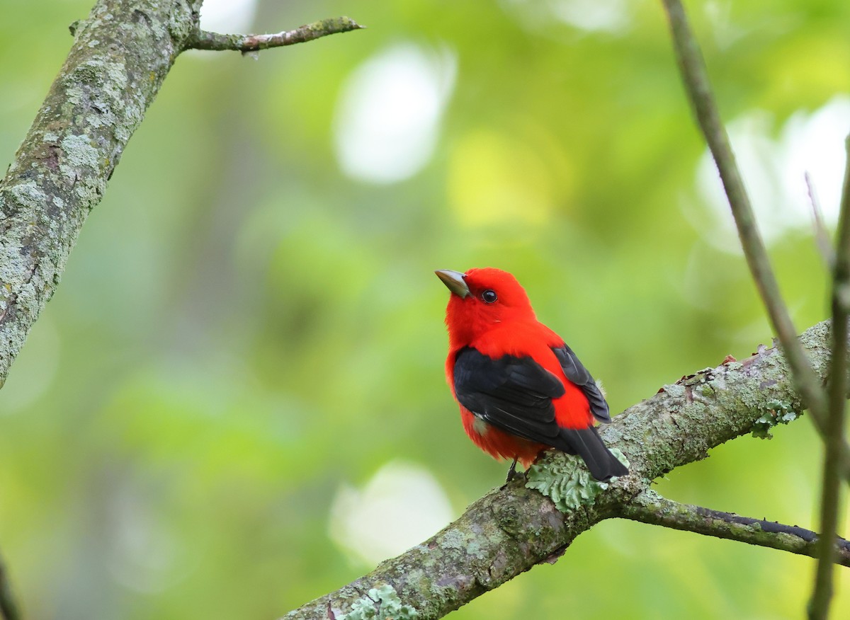 Scarlet Tanager - ML619346203