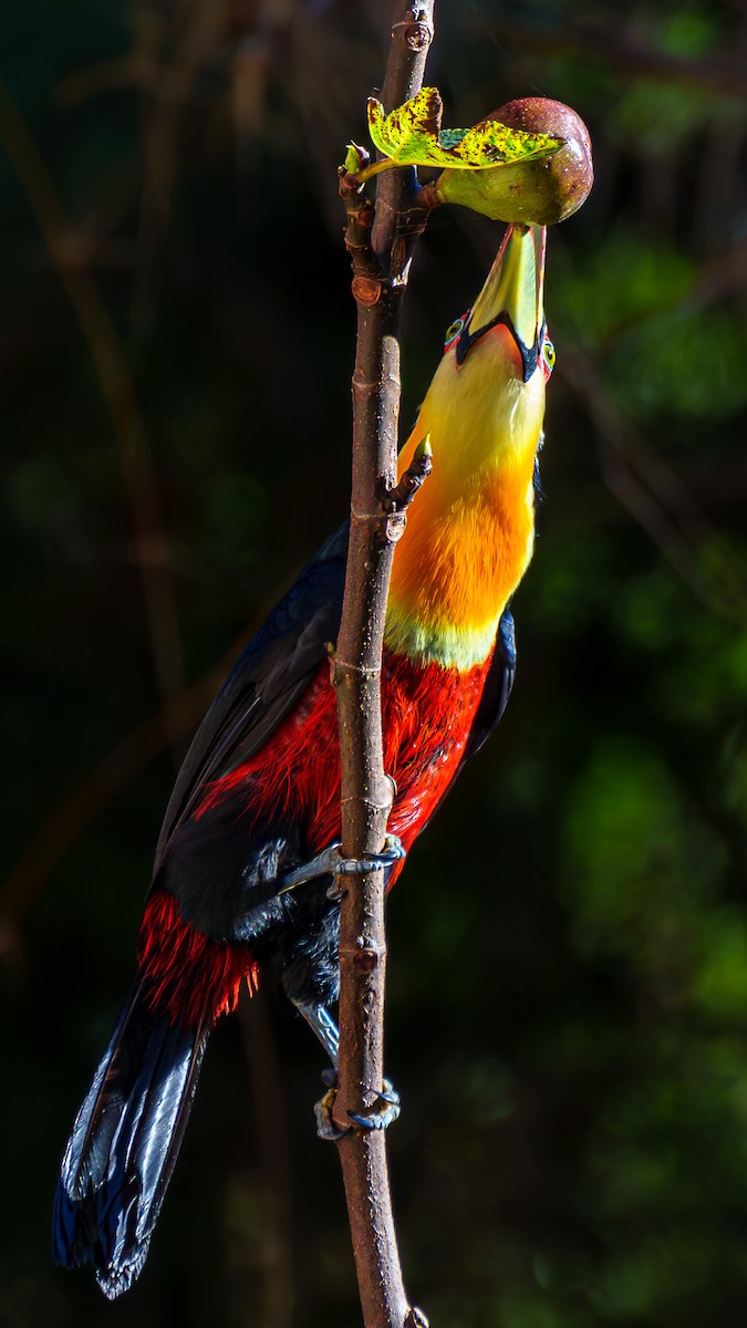 Red-breasted Toucan - Aldrey Cruz