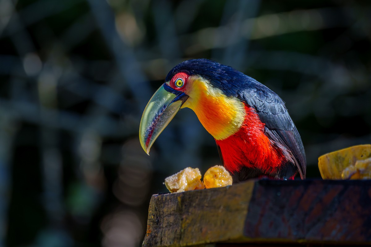 Red-breasted Toucan - Aldrey Cruz