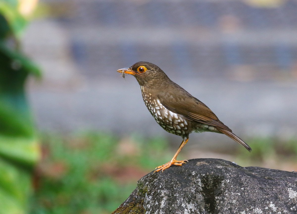 Forest Thrush - ML619346244