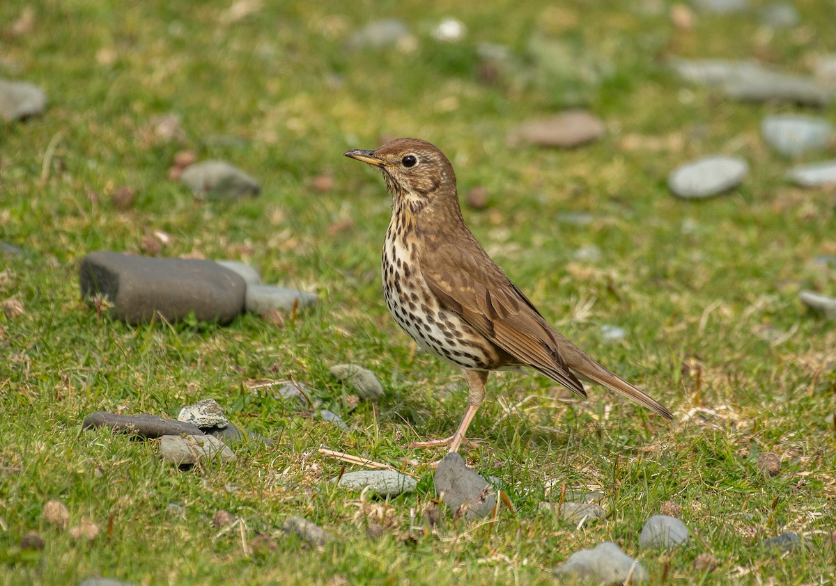 Song Thrush - Theo de Clermont