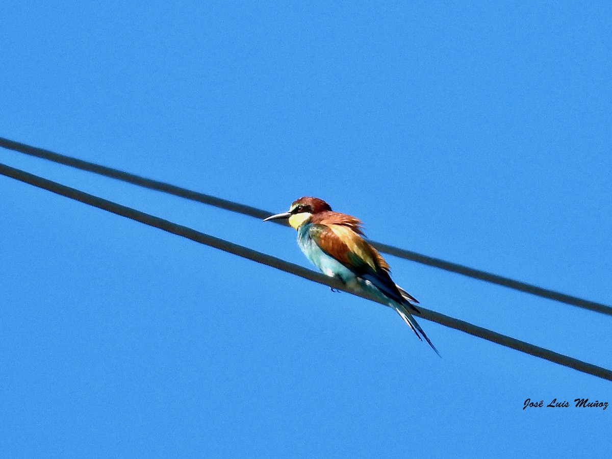 European Bee-eater - ML619346251