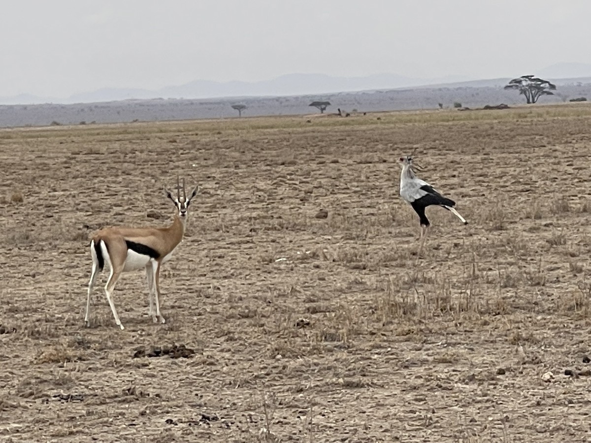 Secretarybird - Chris Kieu