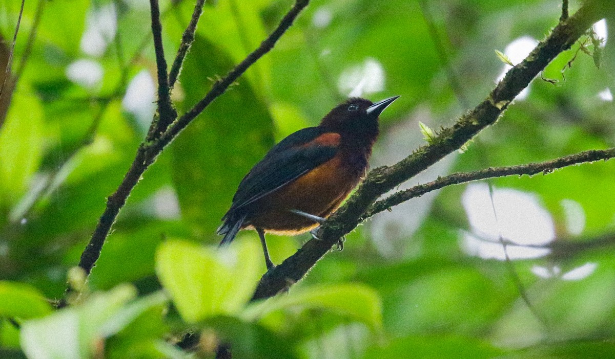 Oriole de Martinique - ML619346263