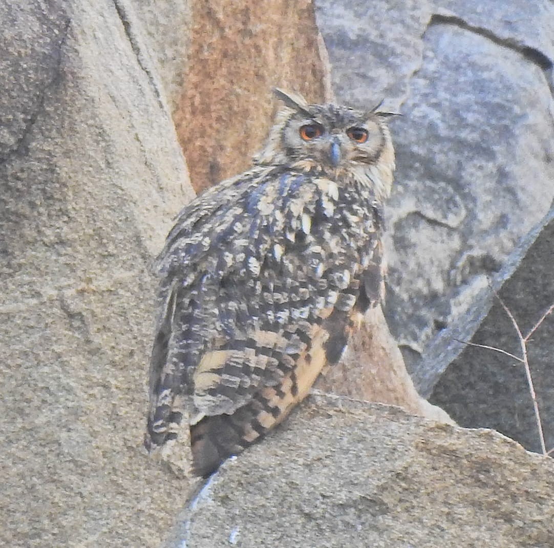 Rock Eagle-Owl - Virat Rajat