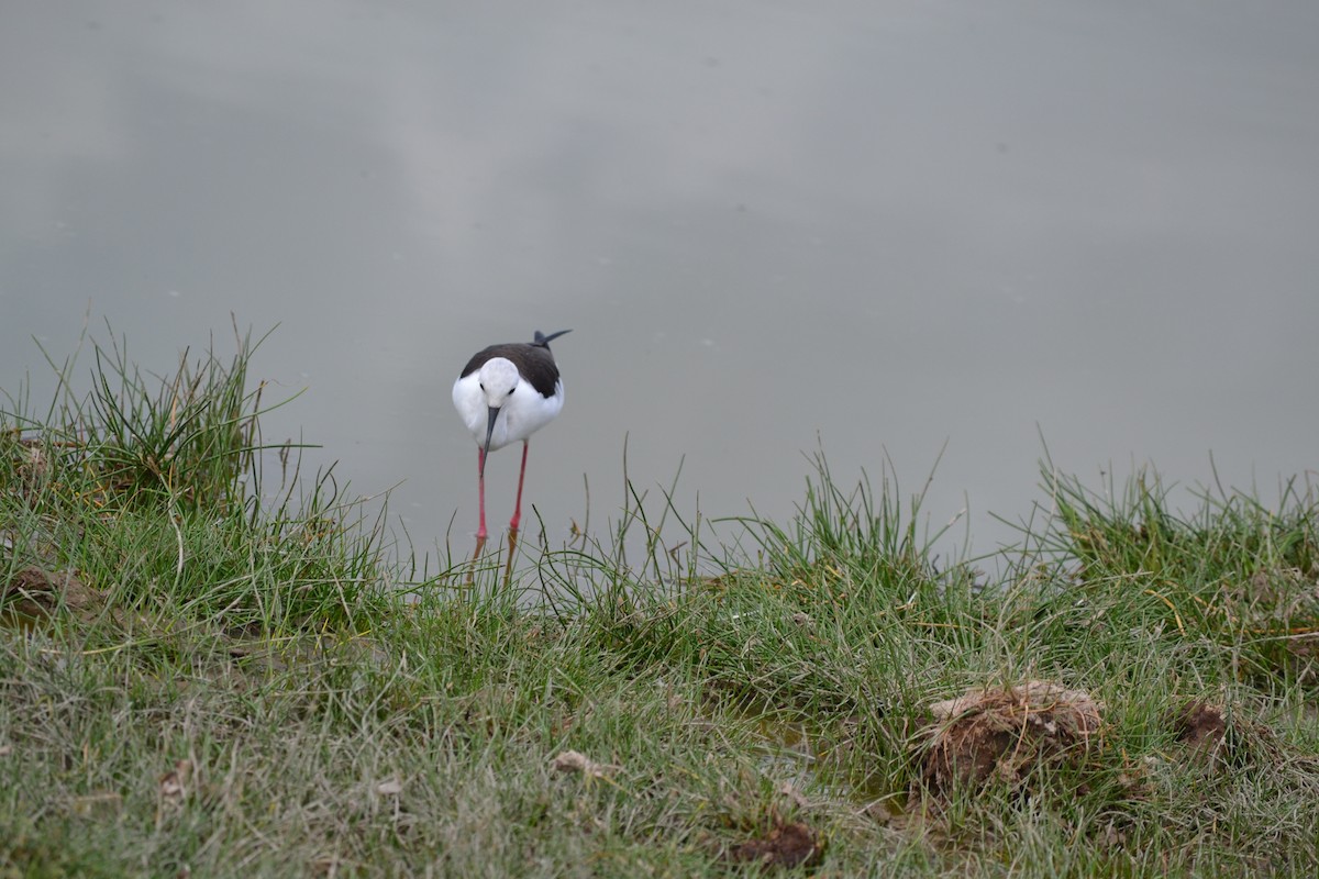 Black-winged Stilt - ML619346290