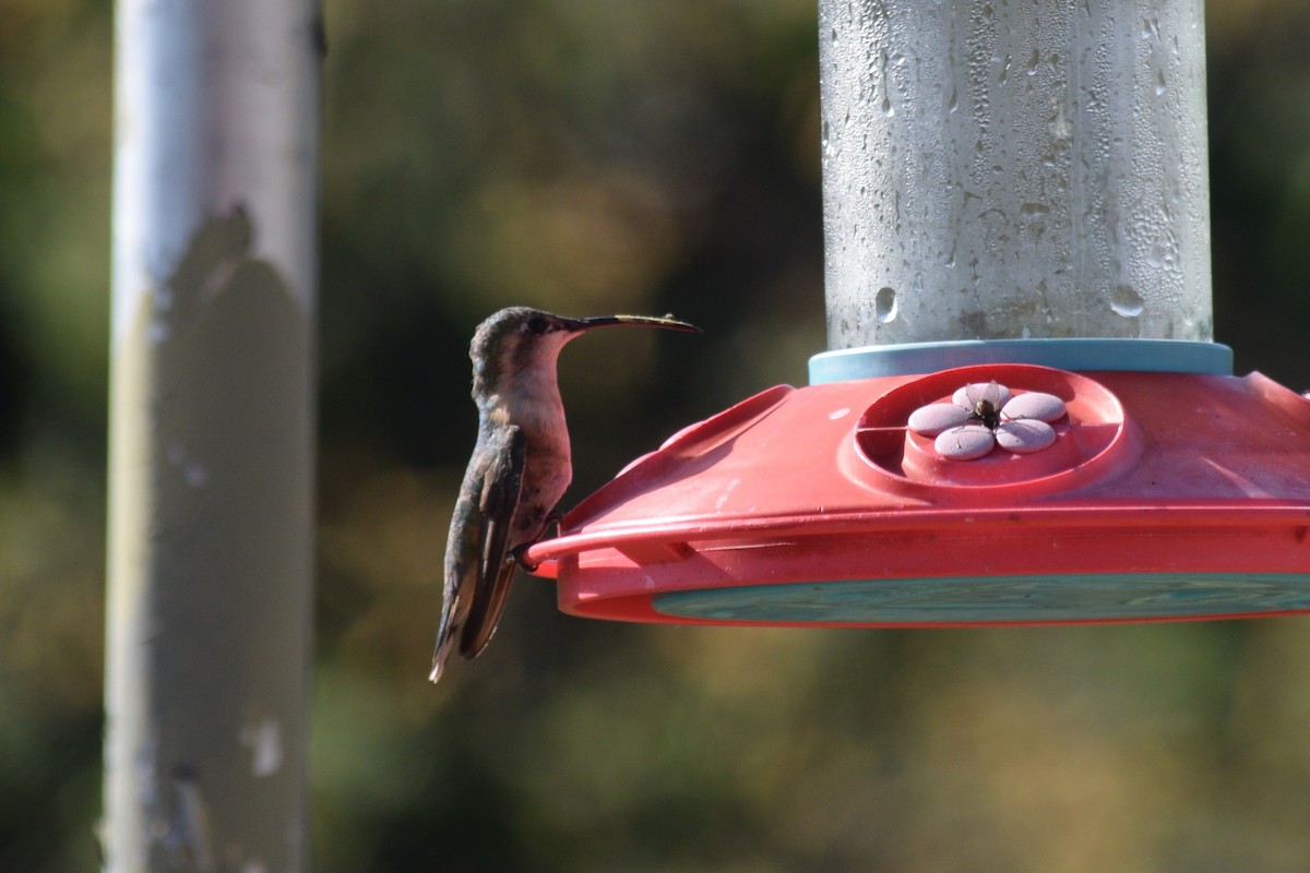 Lucifer Hummingbird - William Harmon