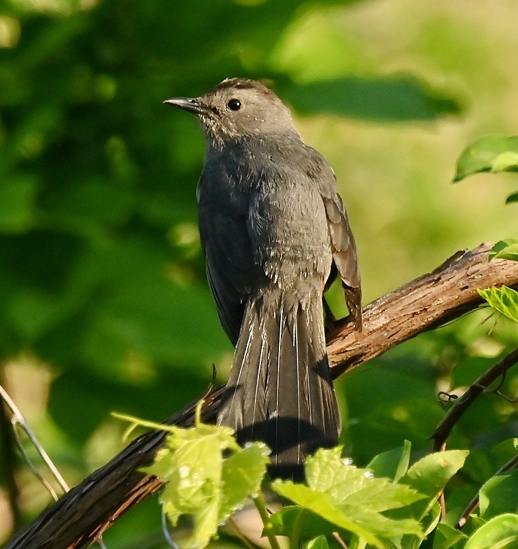 Gray Catbird - ML619346295