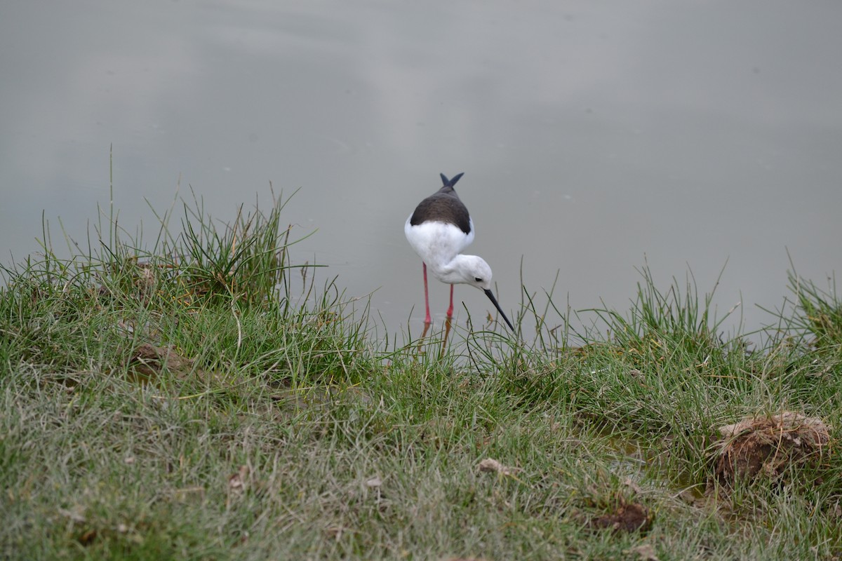 Black-winged Stilt - ML619346313