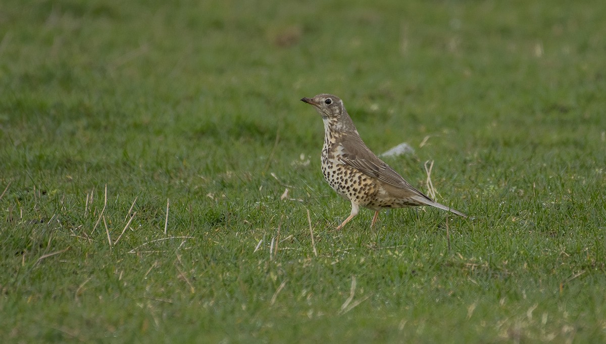 Mistle Thrush - Theo de Clermont