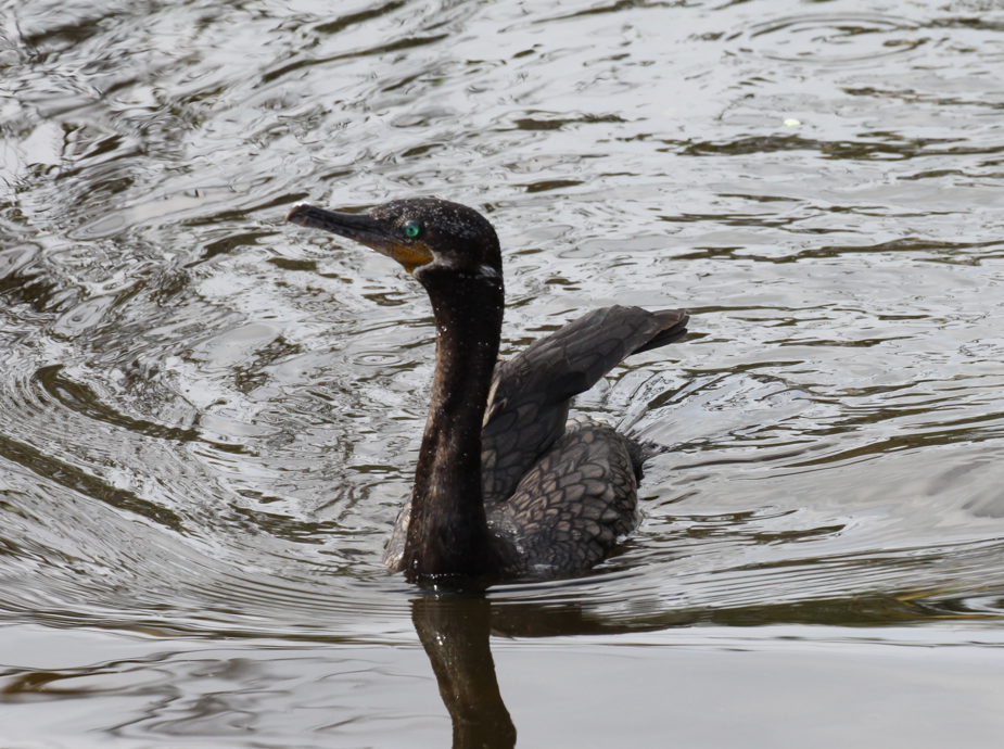 Neotropic Cormorant - ML619346321