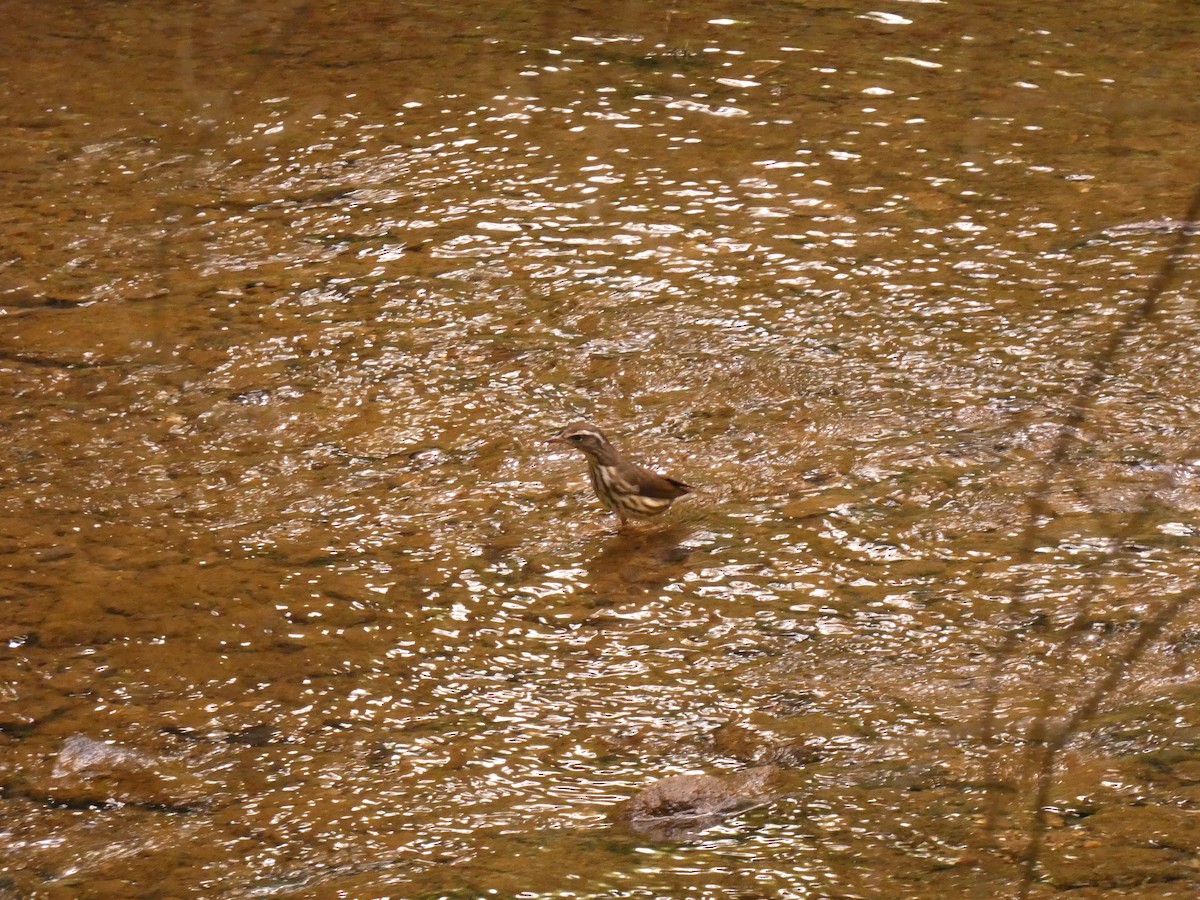 Louisiana Waterthrush - ML619346327