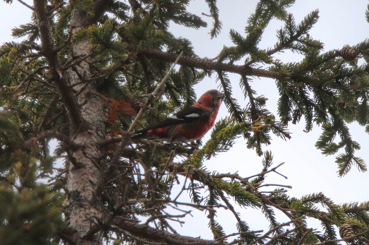 White-winged Crossbill - Zachary Holderby