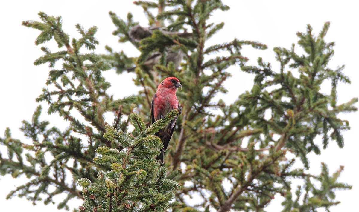 White-winged Crossbill - Zachary Holderby
