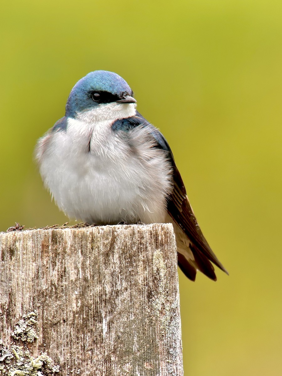 Golondrina Bicolor - ML619346350