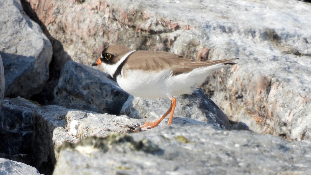 Semipalmated Plover - Dianne Croteau- Richard Brault