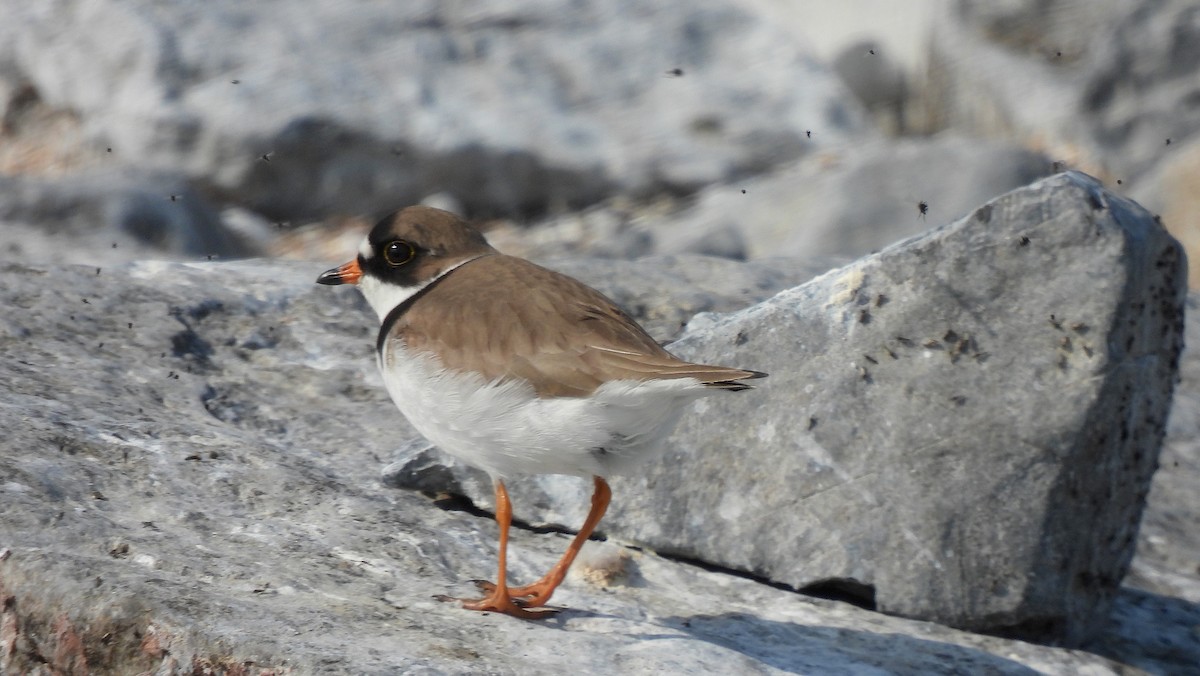 Semipalmated Plover - Dianne Croteau- Richard Brault