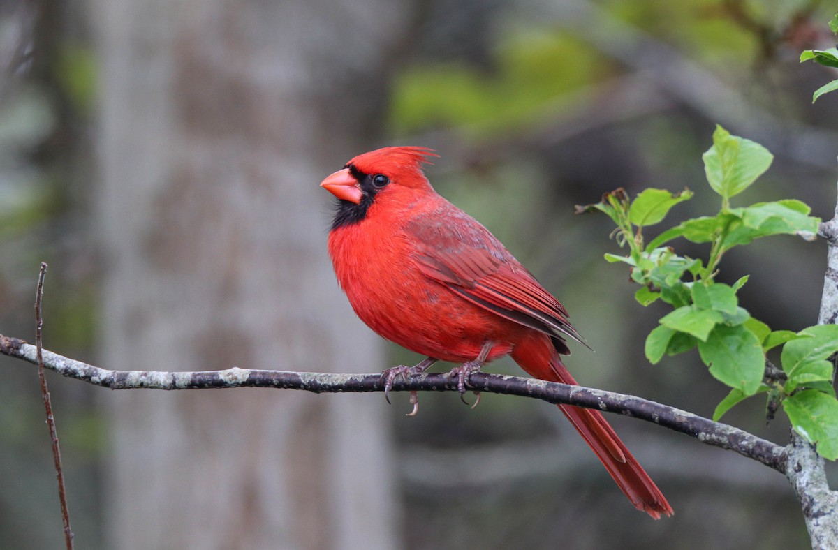 Northern Cardinal - Zachary Holderby