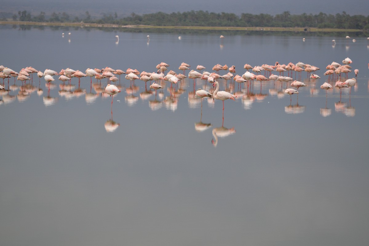 Greater Flamingo - ML619346384