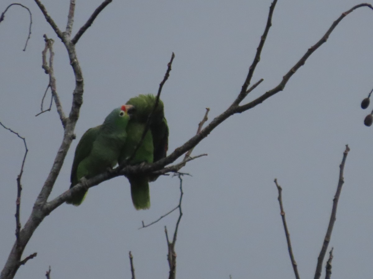 Red-lored Parrot - Randy Lynch