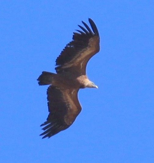 Eurasian Griffon - Edmund Bell