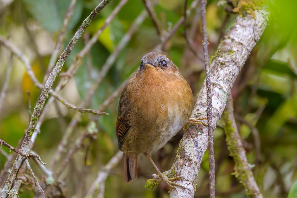 Rufous Gnateater - Aldrey Cruz