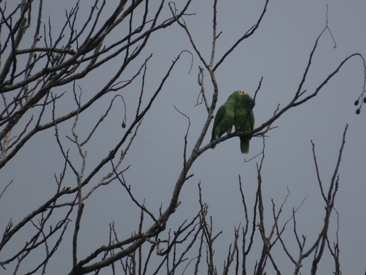 Red-lored Parrot - Randy Lynch