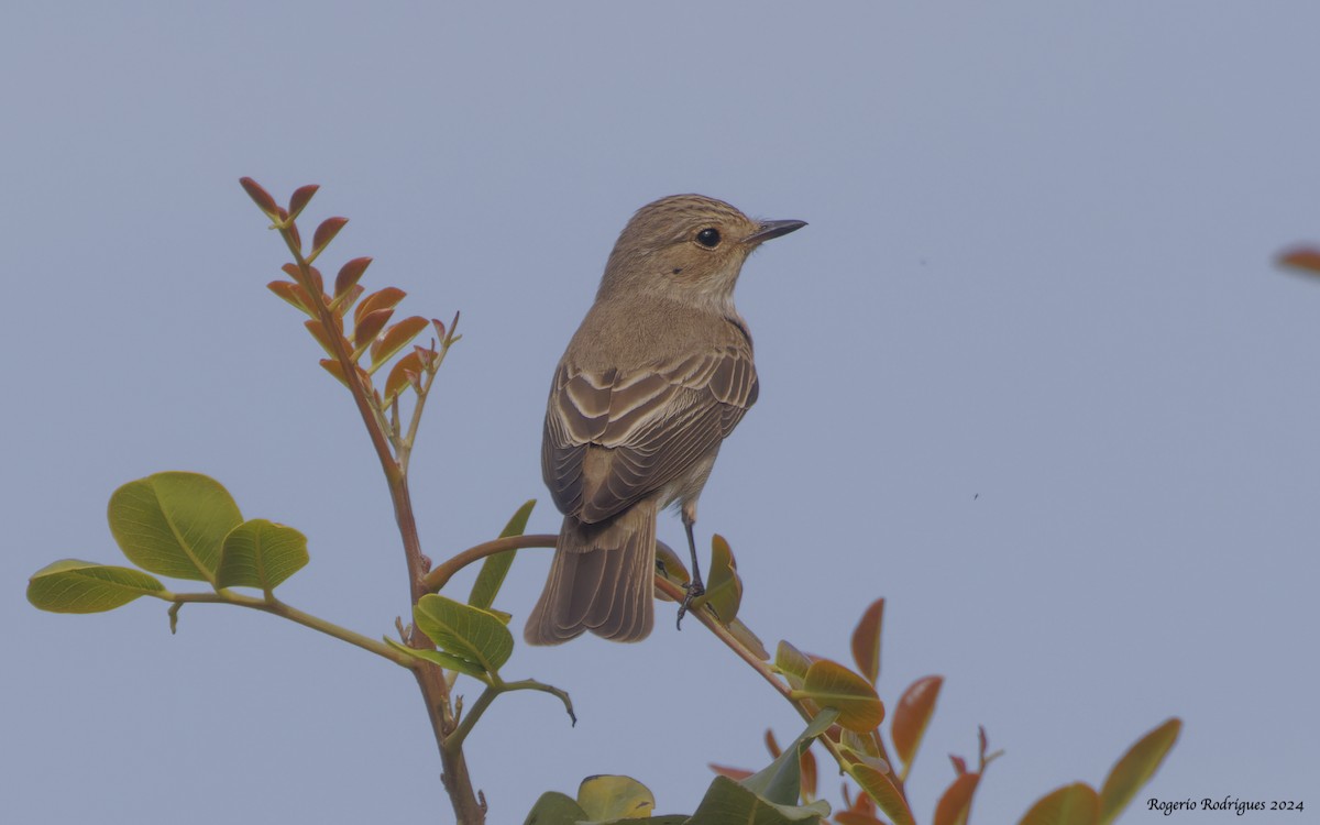 Spotted Flycatcher - Rogério Rodrigues