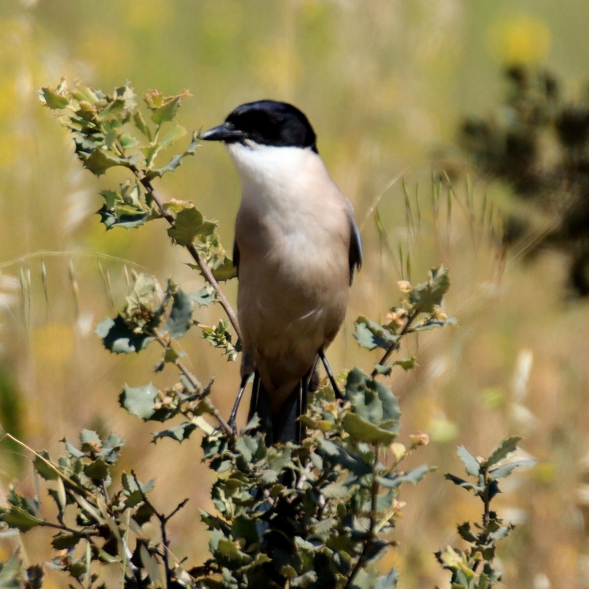 Iberian Magpie - Edmund Bell