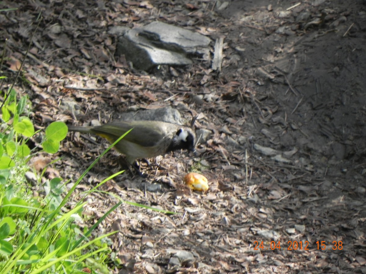 Bulbul Cariblanco - ML619346411