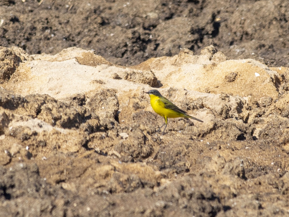 Western Yellow Wagtail (thunbergi) - Boris Georgi