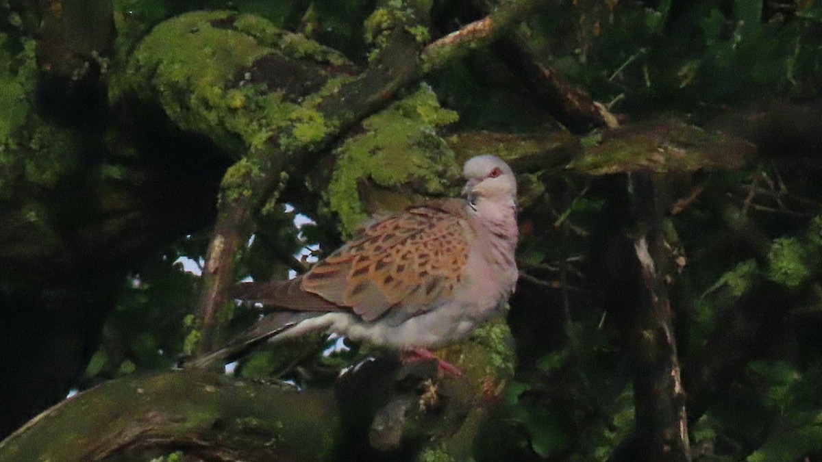 European Turtle-Dove - ML619346434