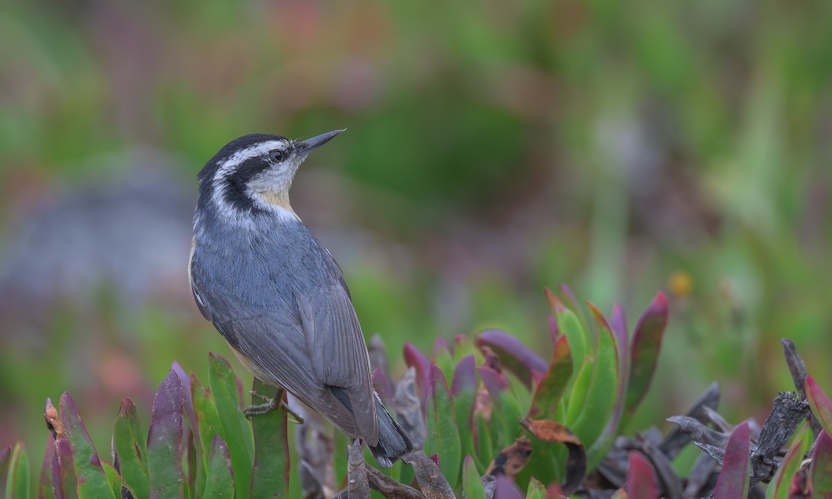 Red-breasted Nuthatch - Becky Matsubara