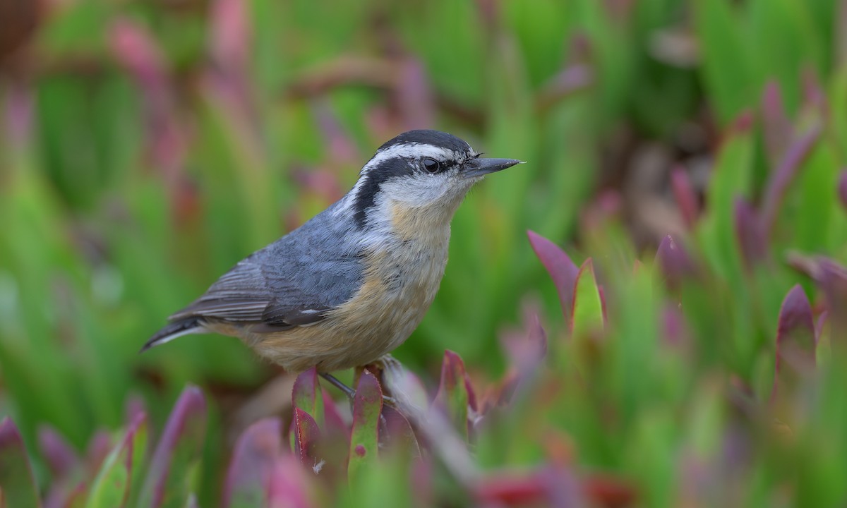 Red-breasted Nuthatch - Becky Matsubara