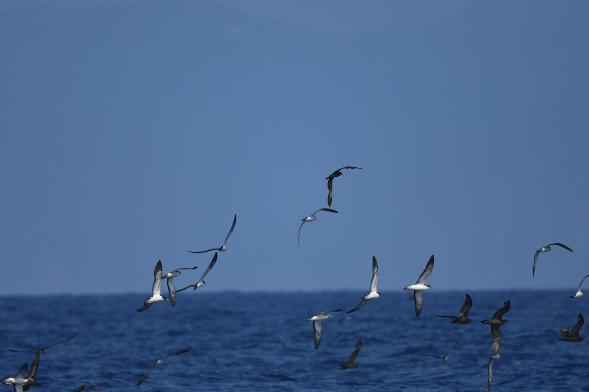 Wedge-tailed Shearwater - Jhih-Wei (志偉) TSAI (蔡)