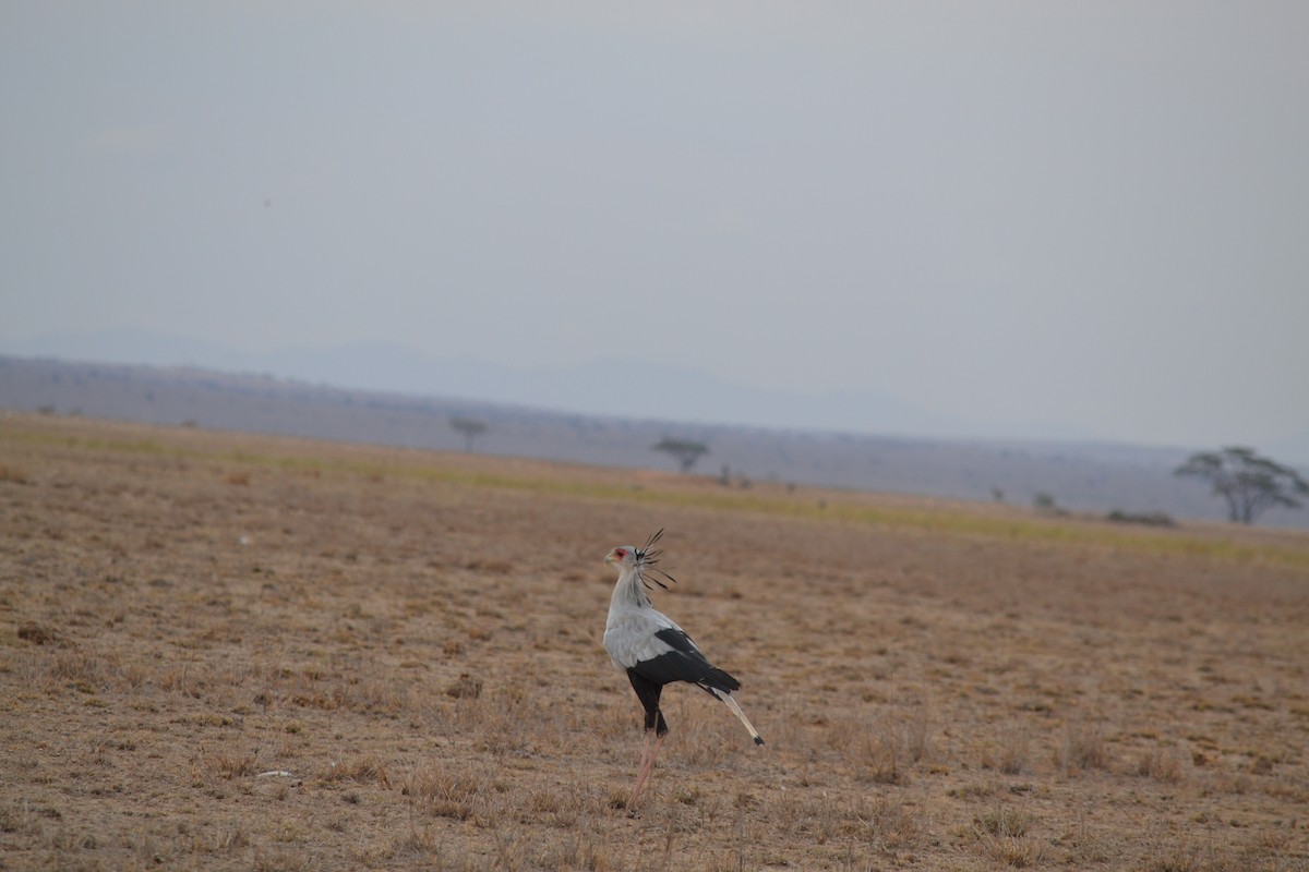 Secretarybird - Chris Kieu