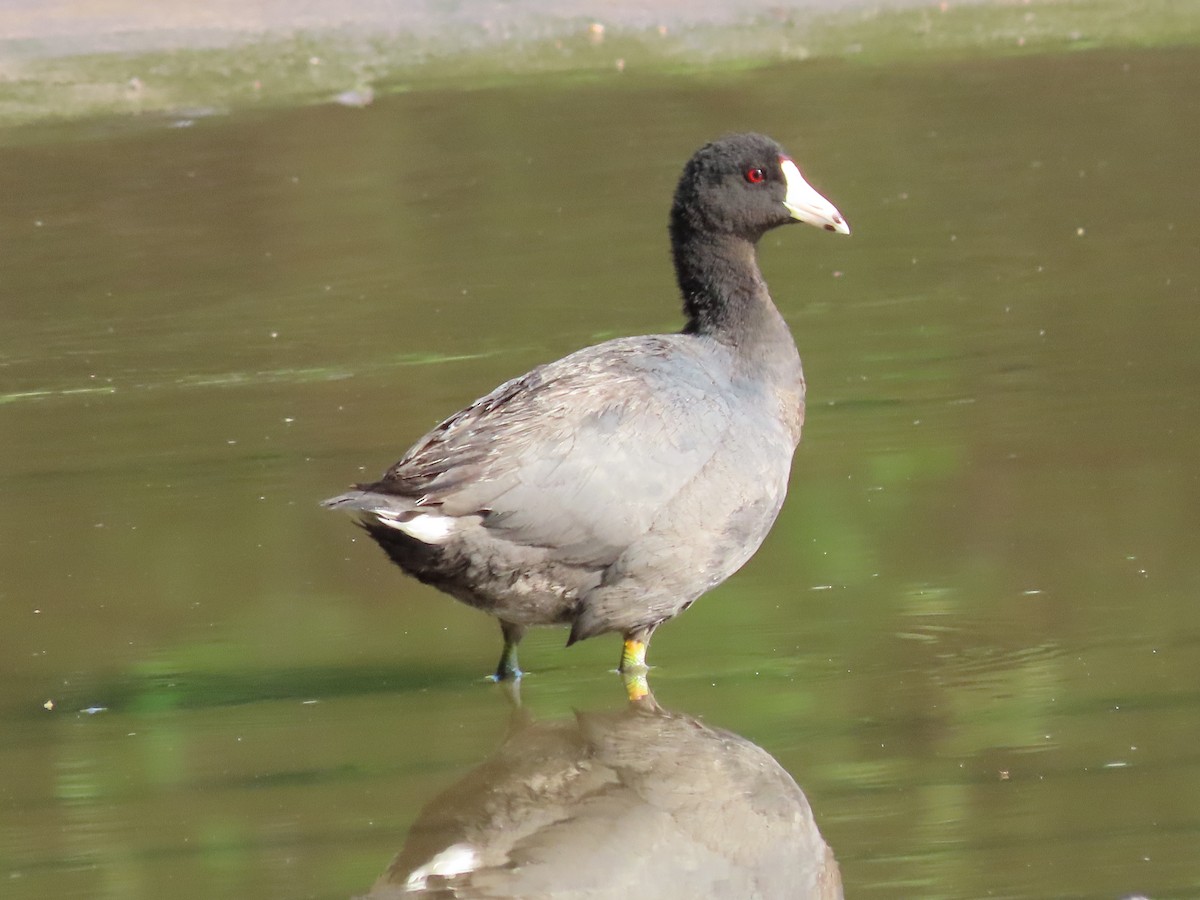 American Coot - Dick Zerger