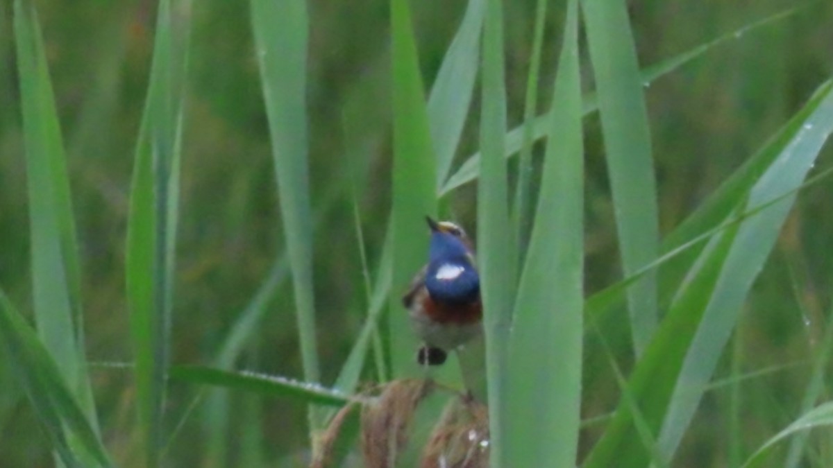 Bluethroat - ML619346468